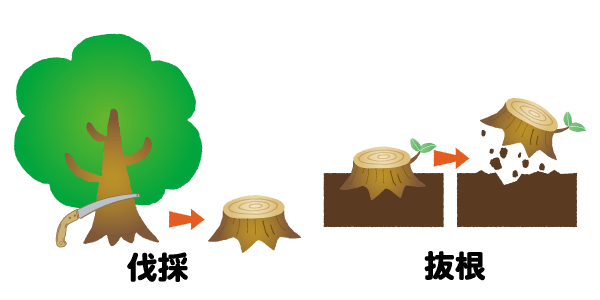 伐採・抜根