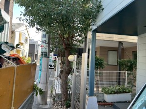 クスノキの伐採～渋谷区の植木屋お庭まかせ隊～