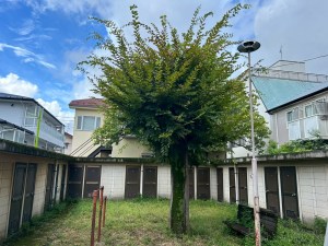 ケヤキの伐採~渋谷区の植木屋お庭まかせ隊~