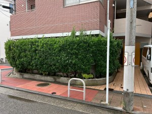 マサキの刈り込み~渋谷区の植木屋お庭まかせ隊~
